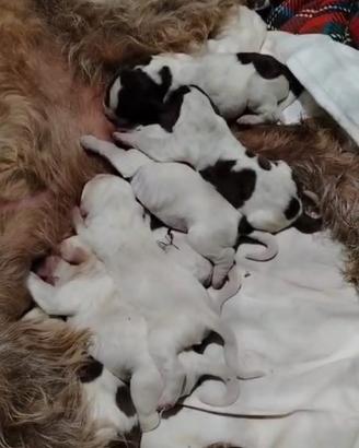 Spinone italiano con pedigree