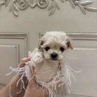 Maltipoo mini toy