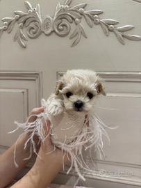 Maltipoo mini toy