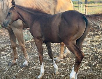 Puledro quarter horse nato a maggio 2026