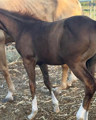Puledro quarter horse nato a maggio 2026