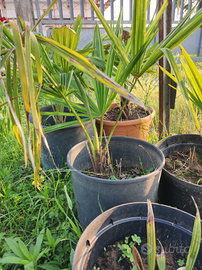 Palma da giardino cinese 3 metri ok clima nordico
