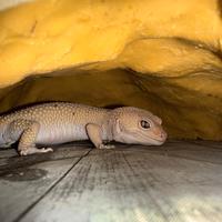 Teche complete con rettili 3 più 3 teche complete