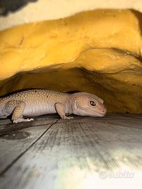 Teche complete con rettili 3 più 3 teche complete