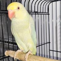 Parrocchetto Dal Collare