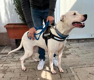 Lola dogo argentino
