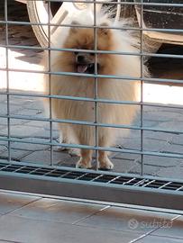 Spitz di pomerania per monta