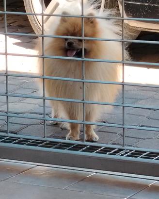 Spitz di pomerania per monta