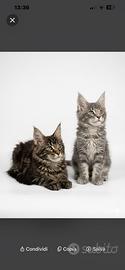 Maine Coon cuccioli