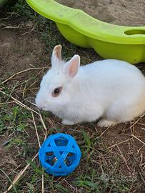 Conigli cuccioli