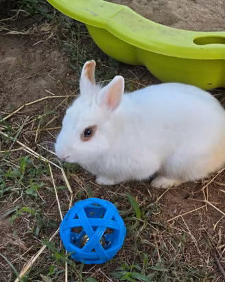 Conigli cuccioli