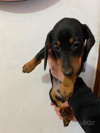 Bassotto nano tedesco