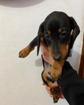 Bassotto nano tedesco