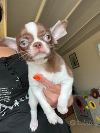 Chihuahua