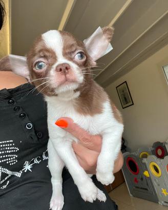 Chihuahua