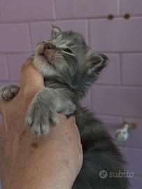 Maine Coon piccolini