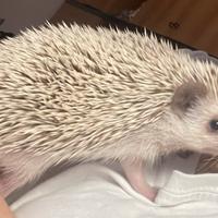 Cuccioli di riccio africano