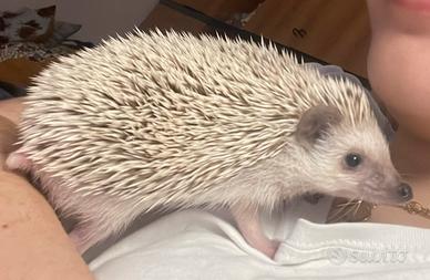 Cuccioli di riccio africano