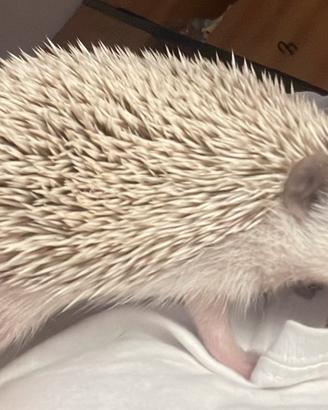 Cuccioli di riccio africano