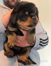 Cuccioli Rottweiler