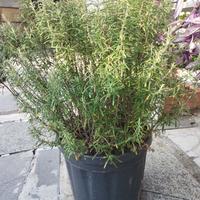 pianta di rosmarino grande (h 60 cm approx)