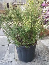 pianta di rosmarino grande (h 60 cm approx)