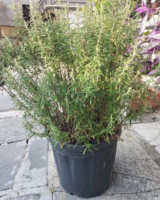 pianta di rosmarino grande (h 60 cm approx)