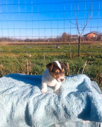 Cuccioli jack russel