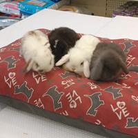 Conigli nani ariete mini