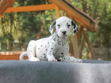 Dalmata maschio con pedigree ENCI e test BAER