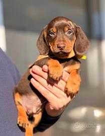 Bassottina a pelo corto PEDIGREE ENCI cioccolato
