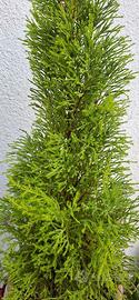 Cipresso Goldcrest (Cipresso al limone) profumato