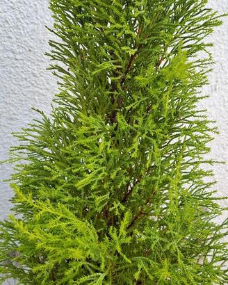 Cipresso Goldcrest (Cipresso al limone) profumato
