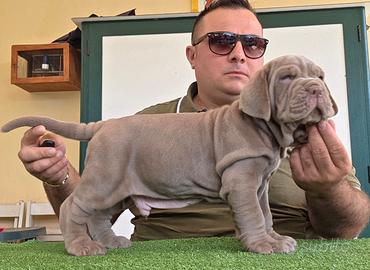 Mastino napoletano