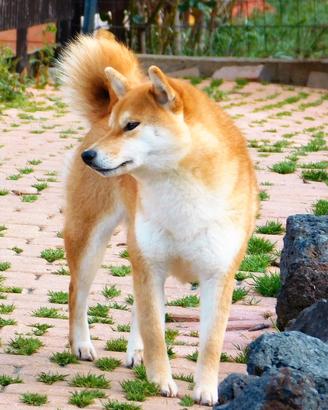 Shuba Inu adulta
