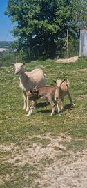 Capretti