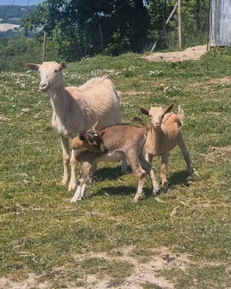 Capretti