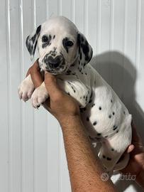 Dalmata