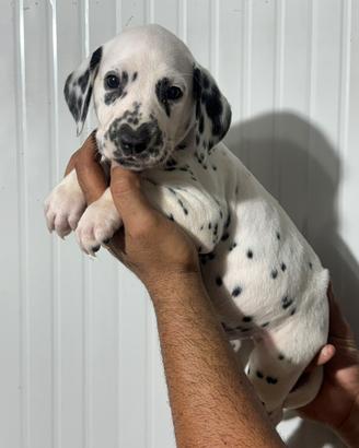 Dalmata