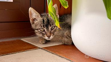 Erika, graziosa gattina