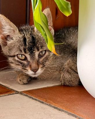 Erika, graziosa gattina