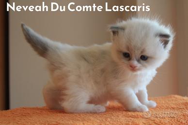 NEVEAH cucciola razza ragdoll con pedigree