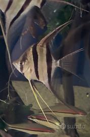 Altum Orinoco f1