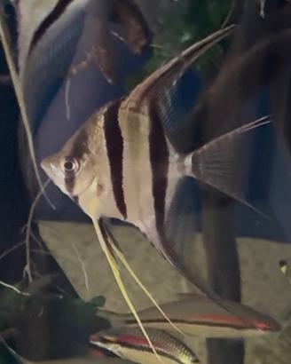 Altum Orinoco f1