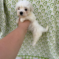 Cuccioli di Maltese Toy