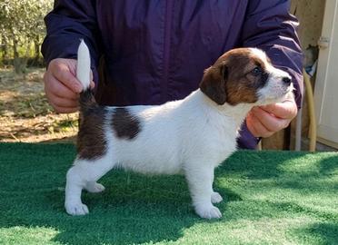 Jack russel terrier