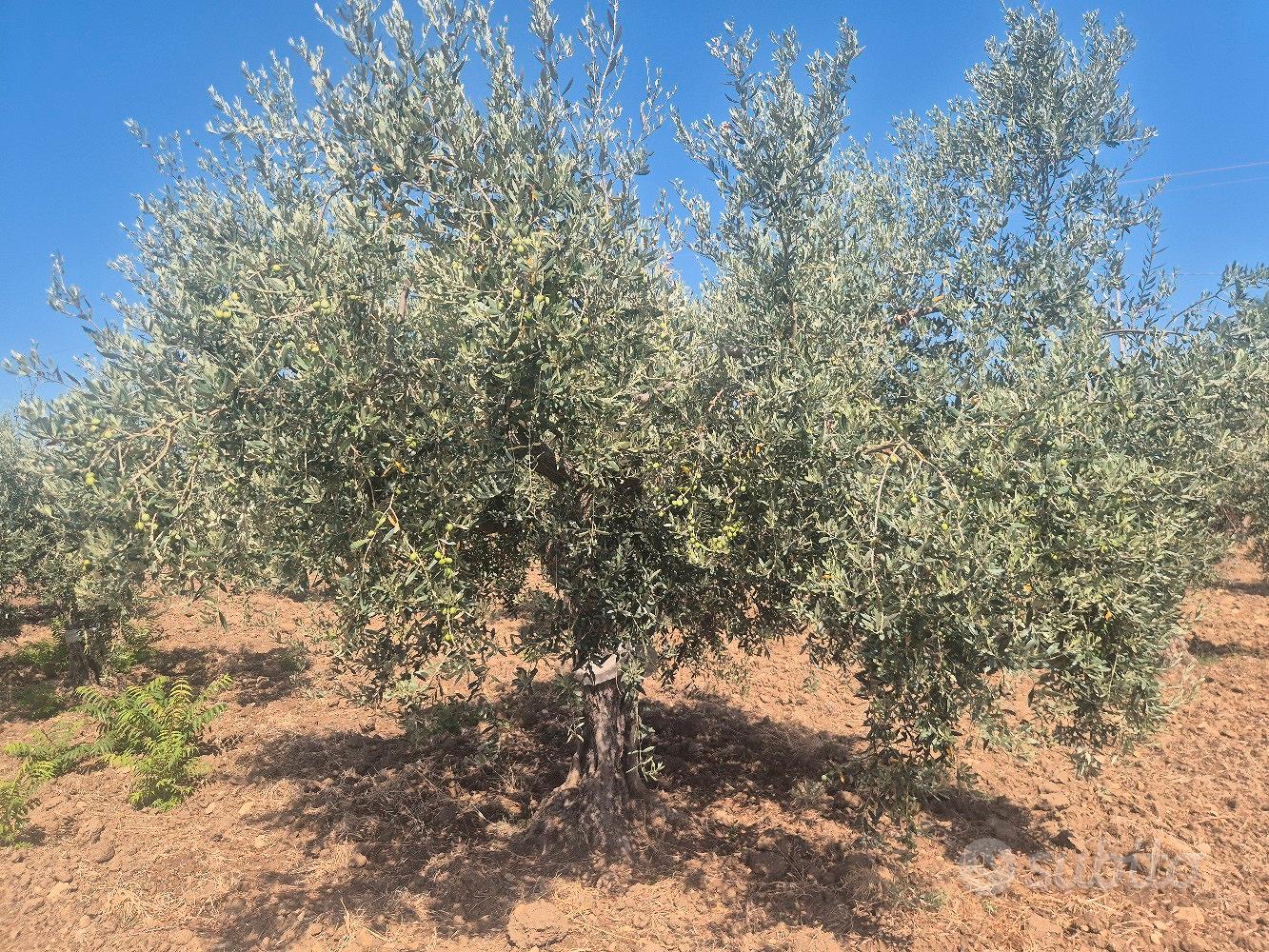 Oliveto con un fabbricato buono e un rustico da - Vista 2
