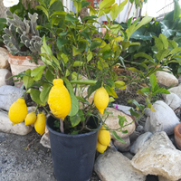 grazioso limone bonsai da appartamento o terrazza