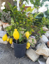 grazioso limone bonsai da appartamento o terrazza