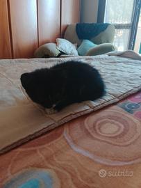 Gattini di due mesi 2 femmine e un maschio